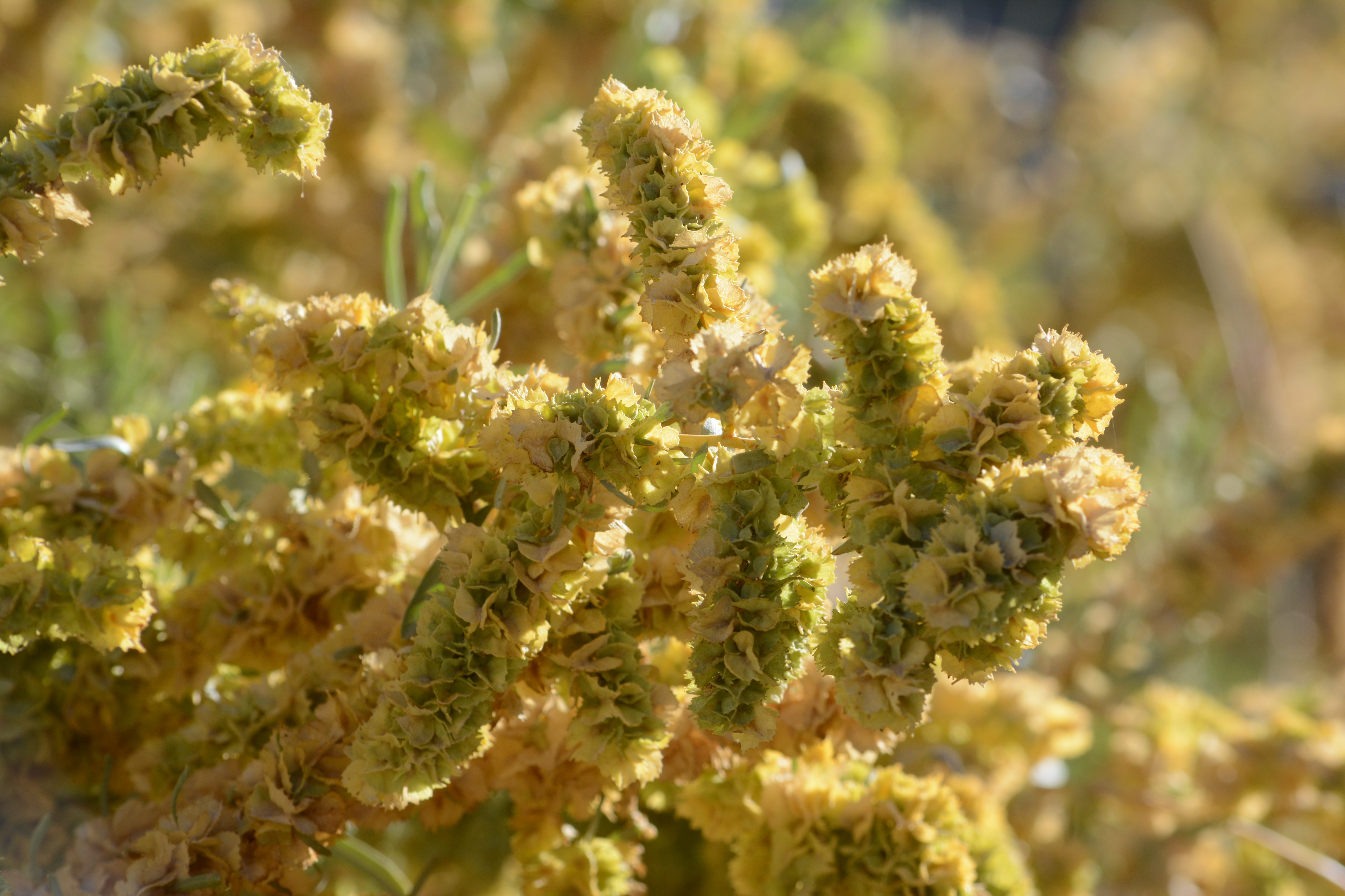 Close-up of the yellowing, seed-bearing branches of a shrub. Some small, papery, winged seed capsules are visible along crowded branches.