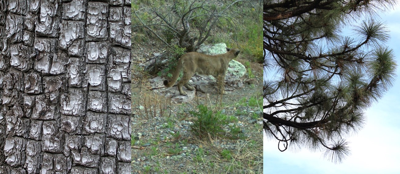 three photos: square-shaped bark; a mountain lion in a dry wash; and long-needled pine tree branches against a blue sky.