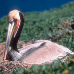 California brown pelican on nest