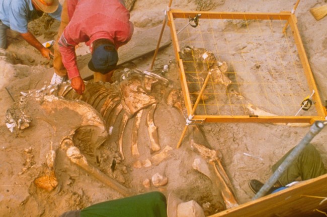 1994 pygmy mammoth excavation.