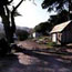 ranch buildings with cypress trees
