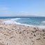 sandy beach with seals and sea lions