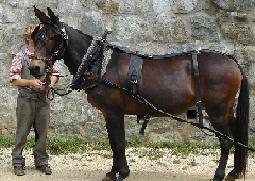 Photo of Ada the mule during a mule program.