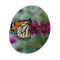 Close-up view of a monarch butterfly.