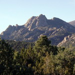View of Pinyon Pine Trees