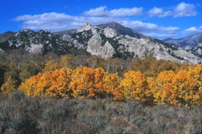 View of fall colors on the Aspens