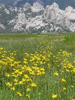 View of wildflowers and Castle Rocks