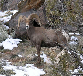 Desert Bighorn in Monument Canyon