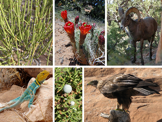 Mormon tea, claretcup cactus, bighorn sheep, collared lizard, juniper cone, golden eagle