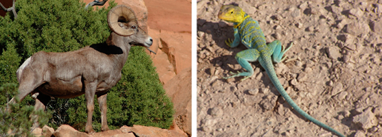 Bighorn sheep and collared lizard