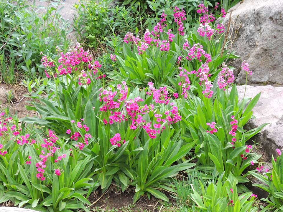 Close up of pink Parry Primrose flower.