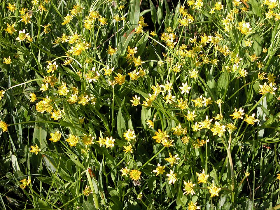 Close up of yellow Plantainleaf Buttercup flower.
