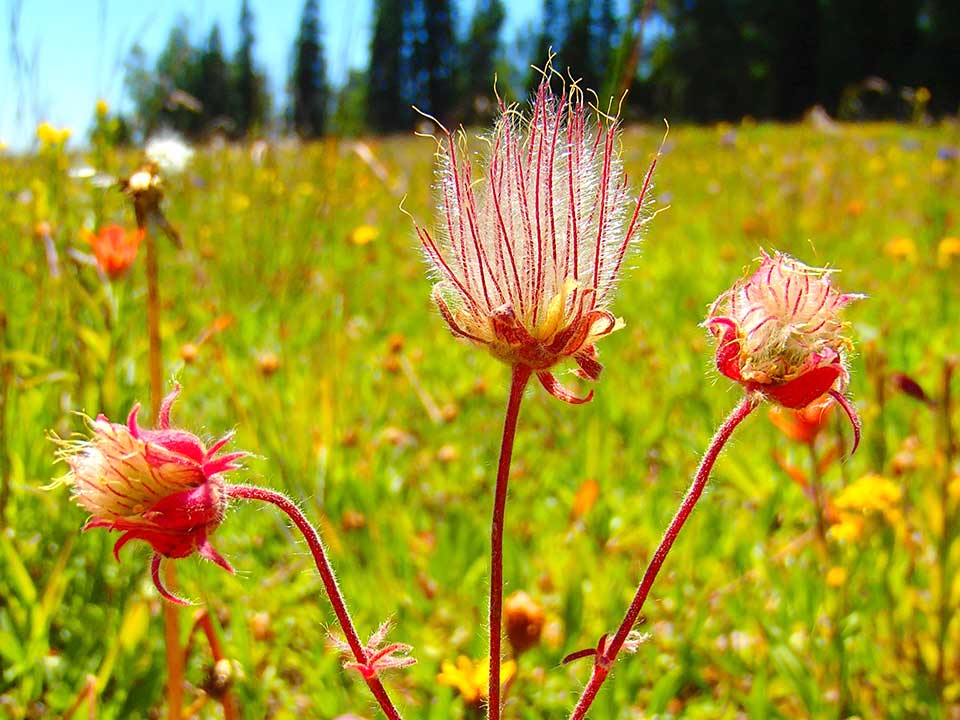 Close up of pink Prairie Smoke flower.