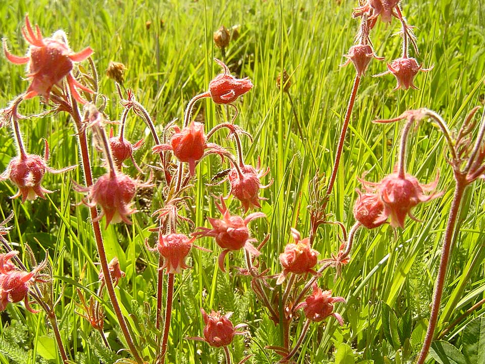 Close up of pink Prairie Smoke flower.