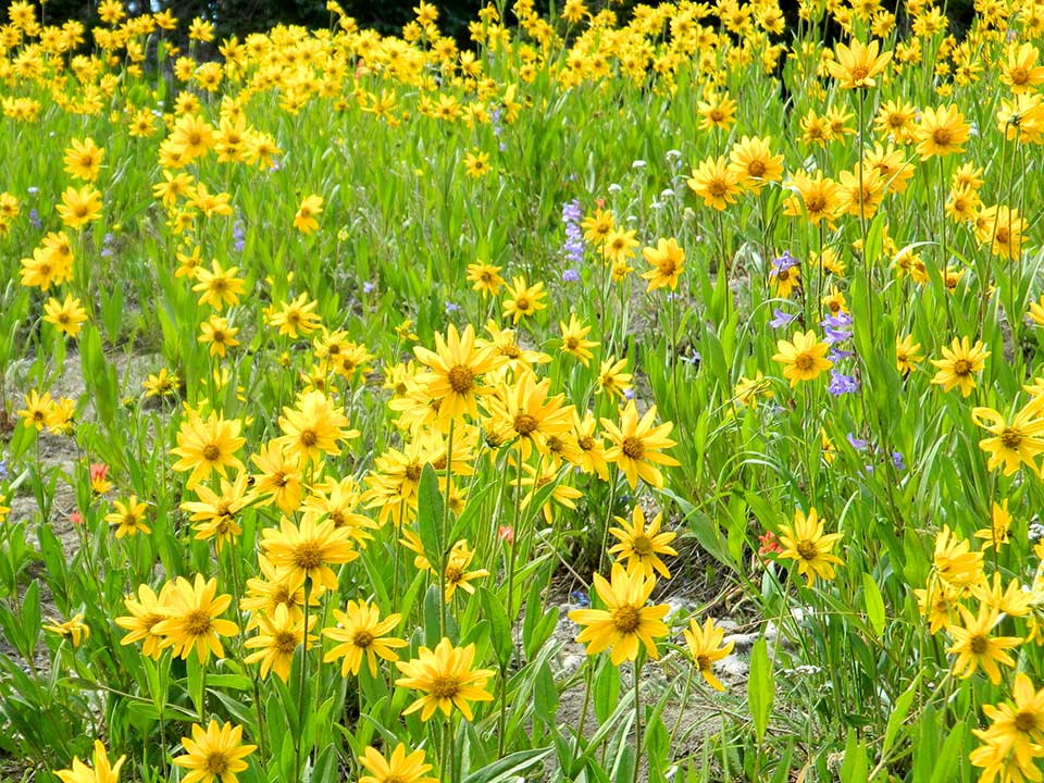 Closeup of yellow Little Sunflower.