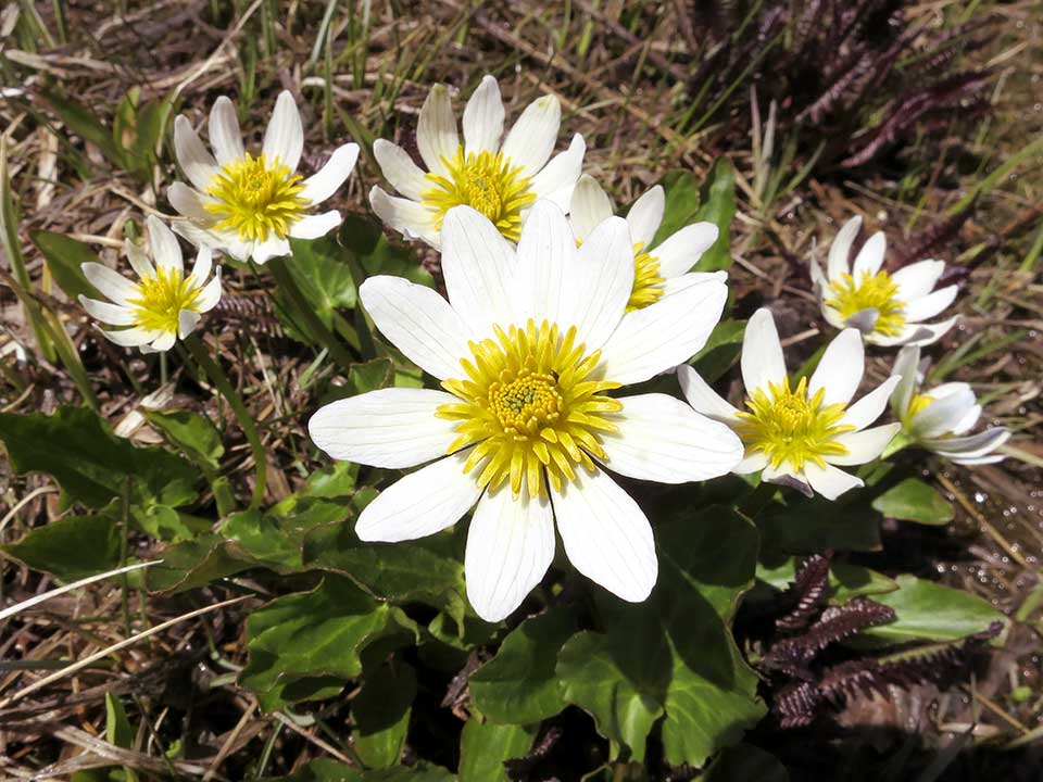Closeup of white Marsh Marigold flower.