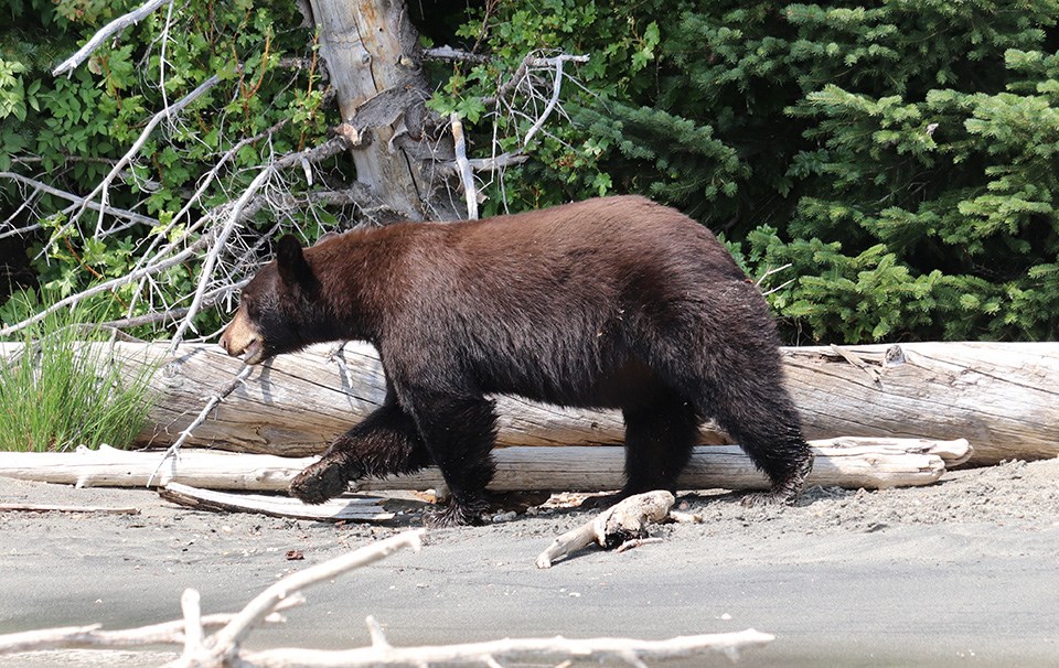 a bear with dark brown fur