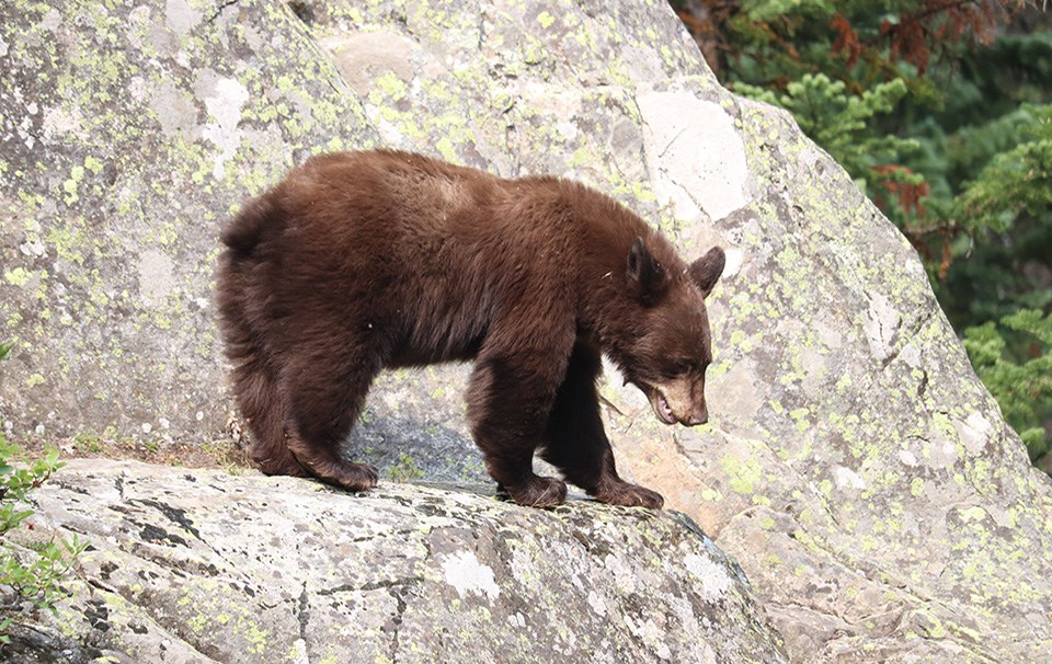 a bear with dark brown fur