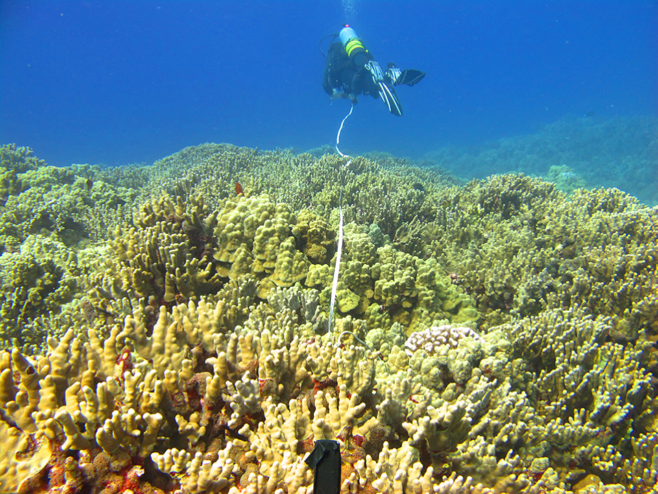 A diver swims above a healthy reef.