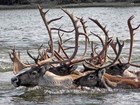 four caribou swimming in neck-deep water