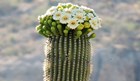 top of a large cactus with blooming white flowers