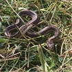 dark snake curled up in grassy area