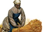 A color illustration depicts an 1800s woman in simple work clothes tying a sheaf of wheat.  
