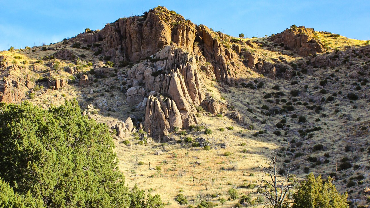 trees and grass in front of a mountain