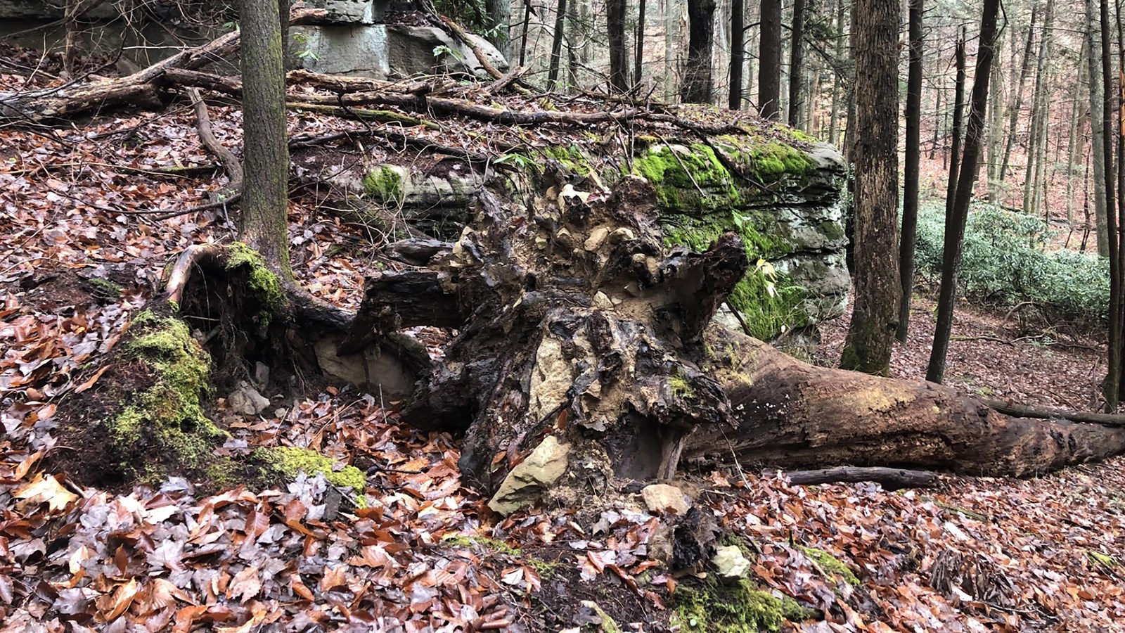 A forest floor covered in dead leaves and branches with a fallen tree and moss covered rocks