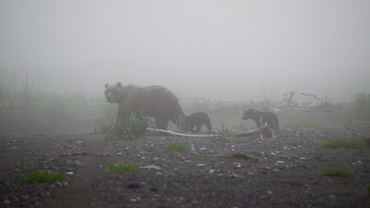 a family of brown bears in fog