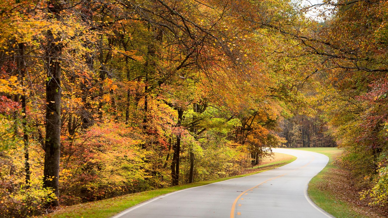 Roadway goes away from viewer. Vibrant orange and yellow leaves hand from trees boarding the road.
