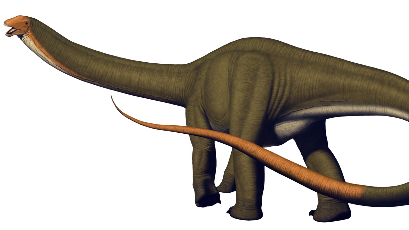 A large, long necked dinosaur with a whip-like tail.
