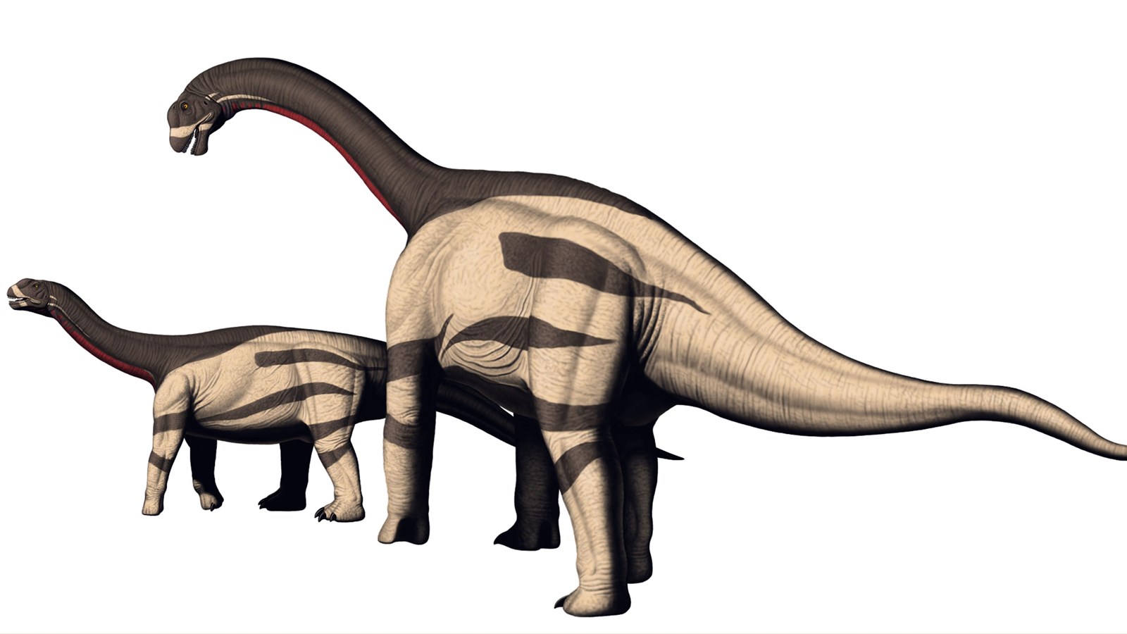 A long necked, heavy bodied dinosaur.