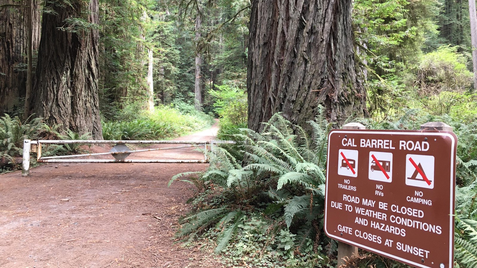 A brown sign and a gate across a road covered in conifer needles. Redwood trees are seen.