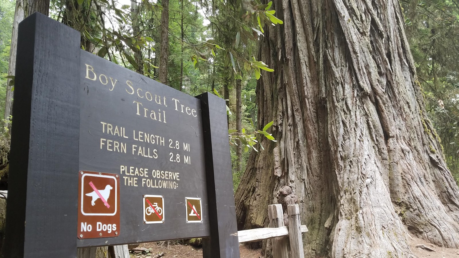 A brown trailhead sign reads Boy Scout tree trail, no pets. A grey redwoodt ree is behind.