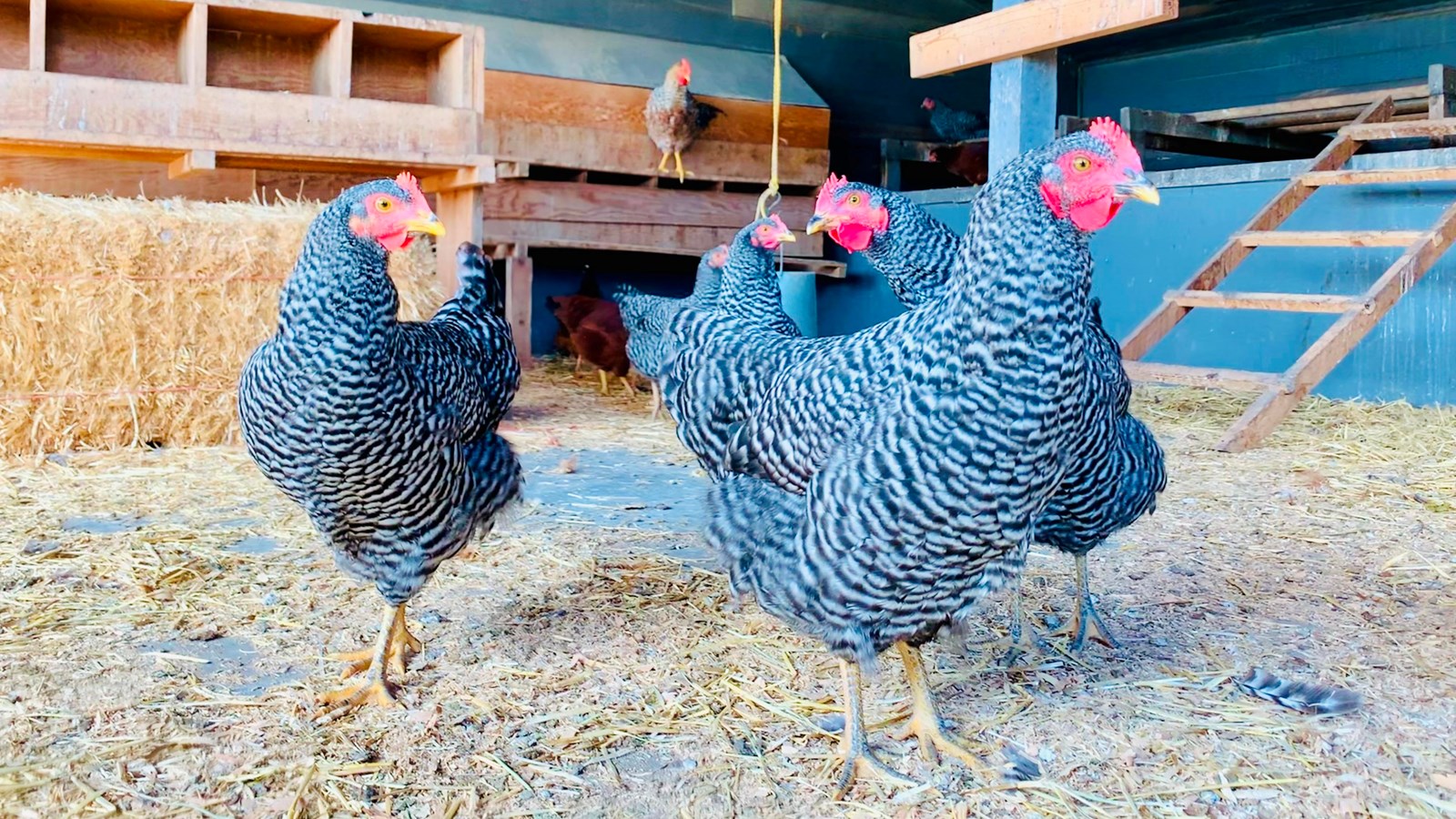 An interior view of the historic Grant-Kohrs Ranch chicken house and several chickens.