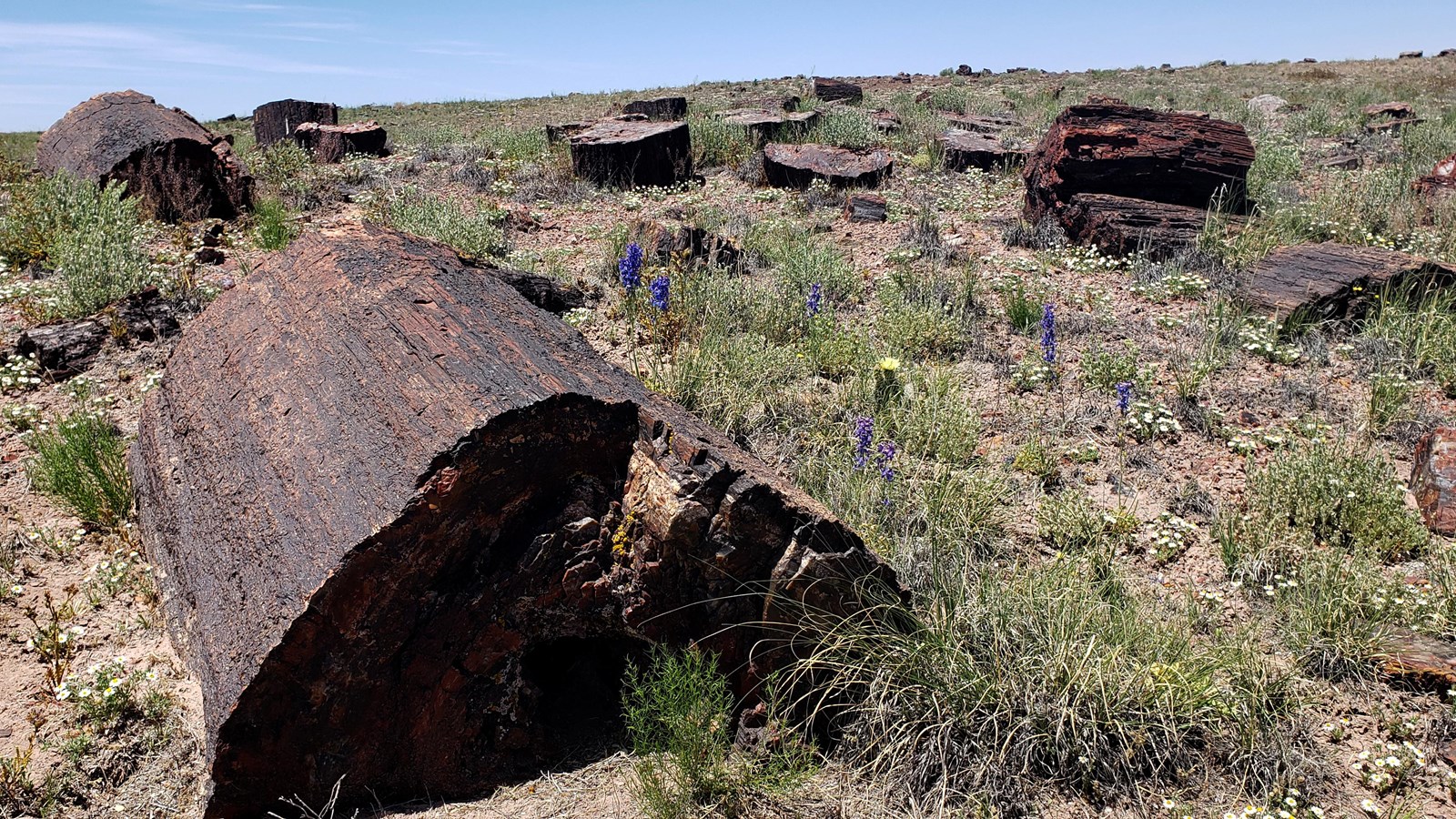 Petrified wood sections with wildflowers on a hill below a blue sky