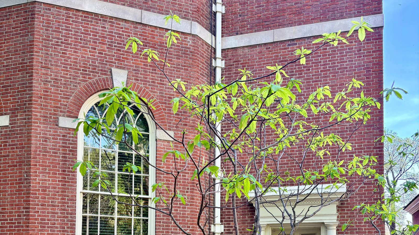 Small tree with small green bunch of leave in front of a red brick building