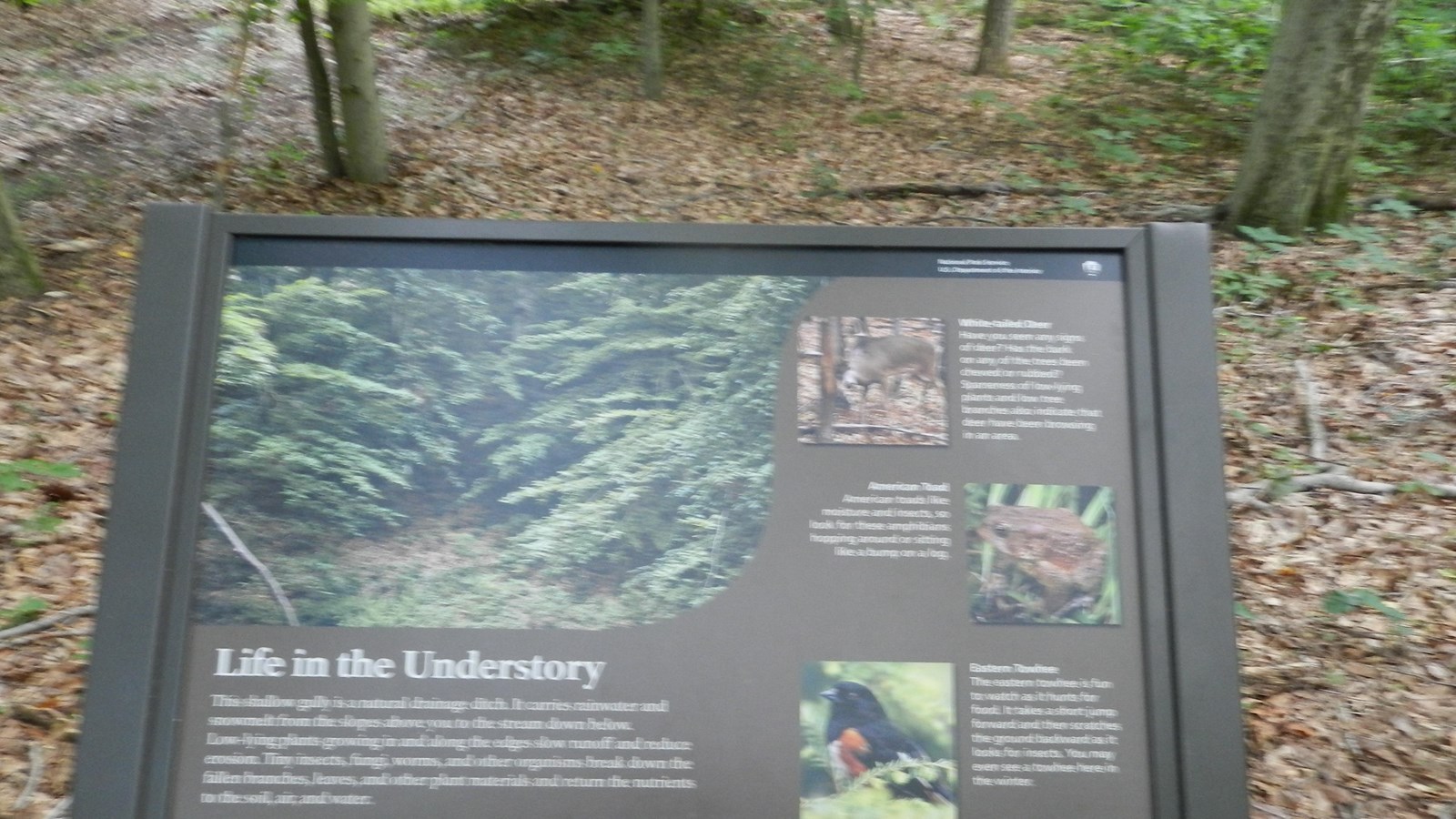 Sign at the edge of the trail in a shaded forest overlooking a gully