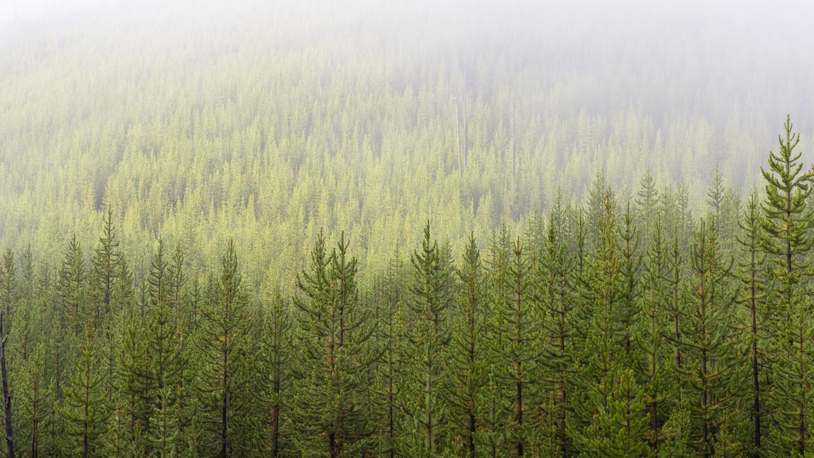 A dense forest of lodgepole pine trees rises up a slope and disappears in the fog.