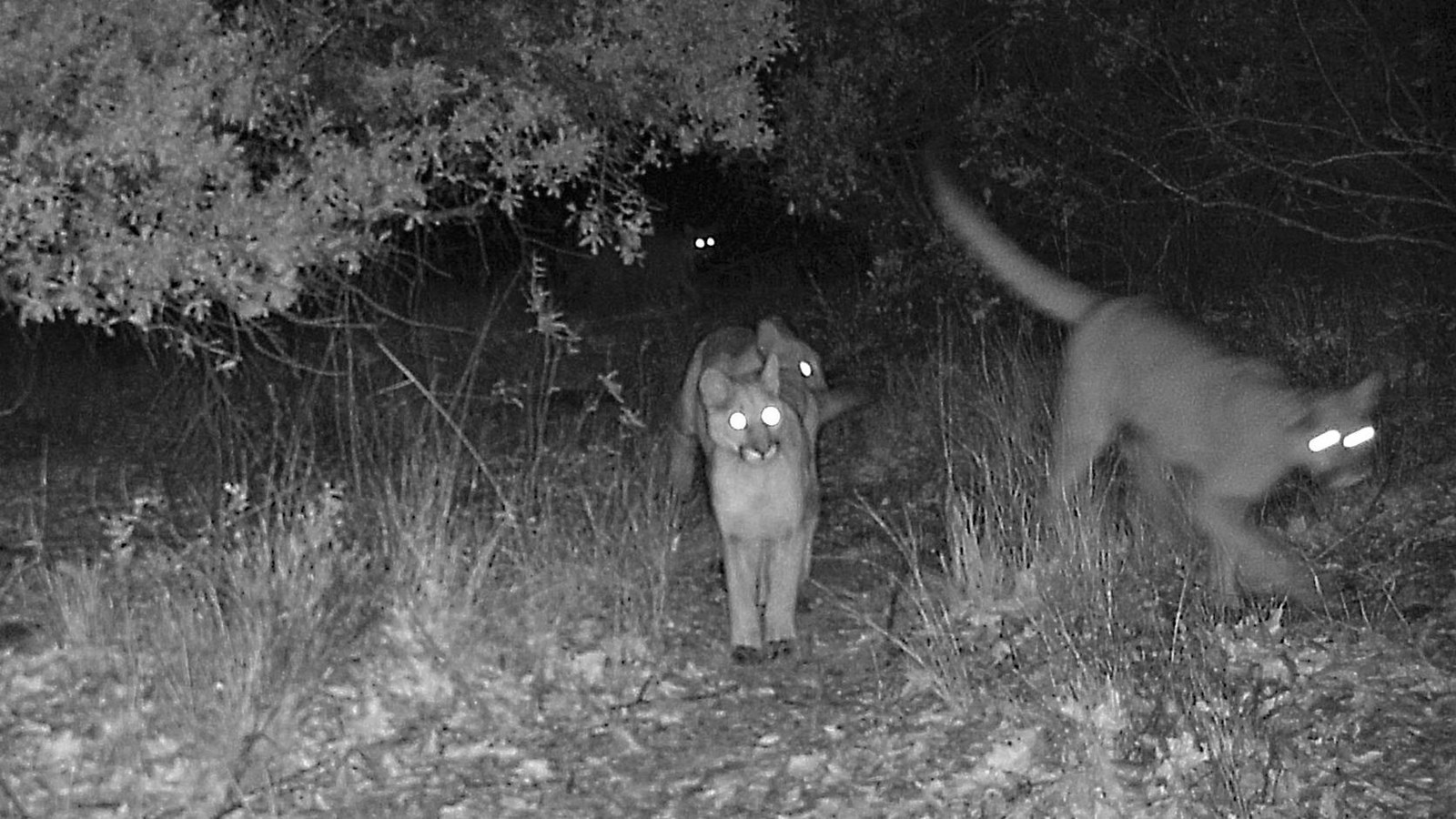 Four mountain lions are walking through the woods at night.