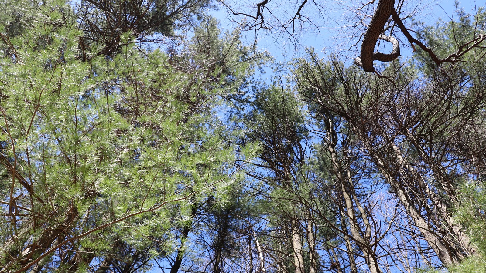 Tall pine trees growing skyward.