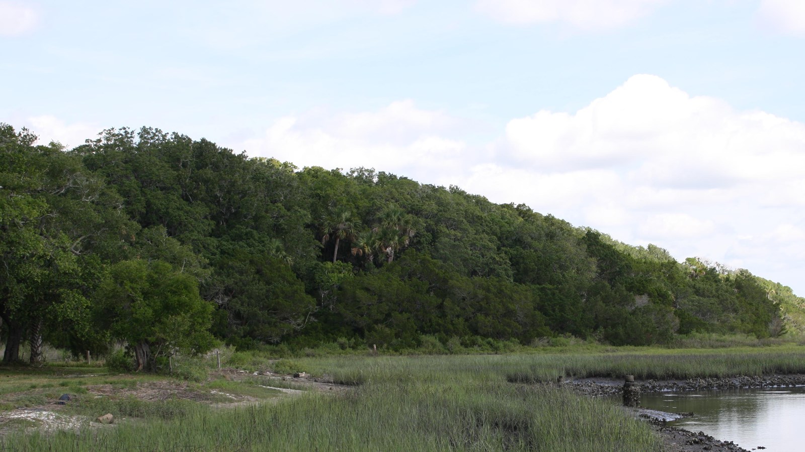 forest dense and green on the waters edge