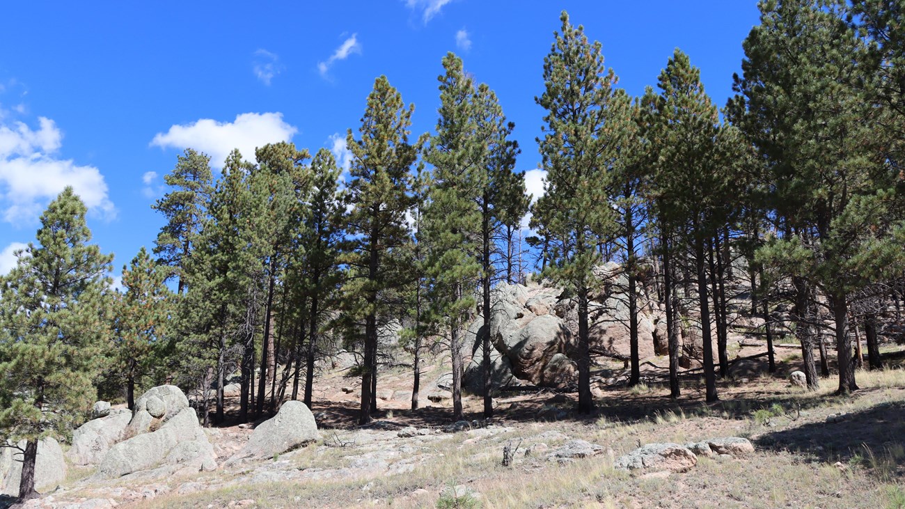 A forested lava dome with scattered boulders