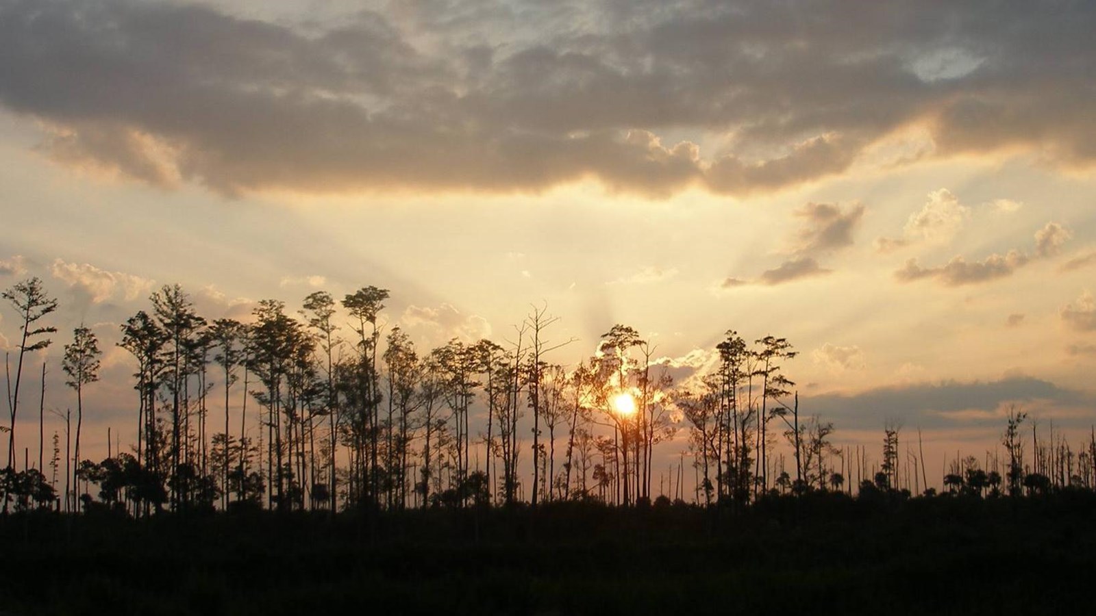pine trees with sun behind just tall into the sky high above other trees