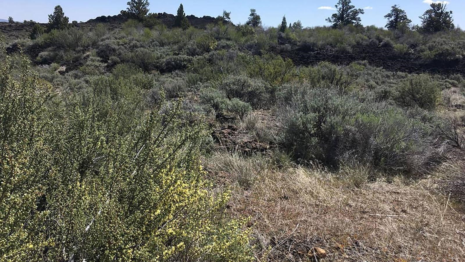 Thomas-Wright Battlefield trail