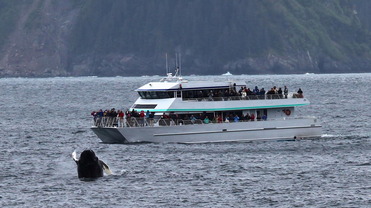 passengers on a tour boat watch a humpback whale jump out of the water.