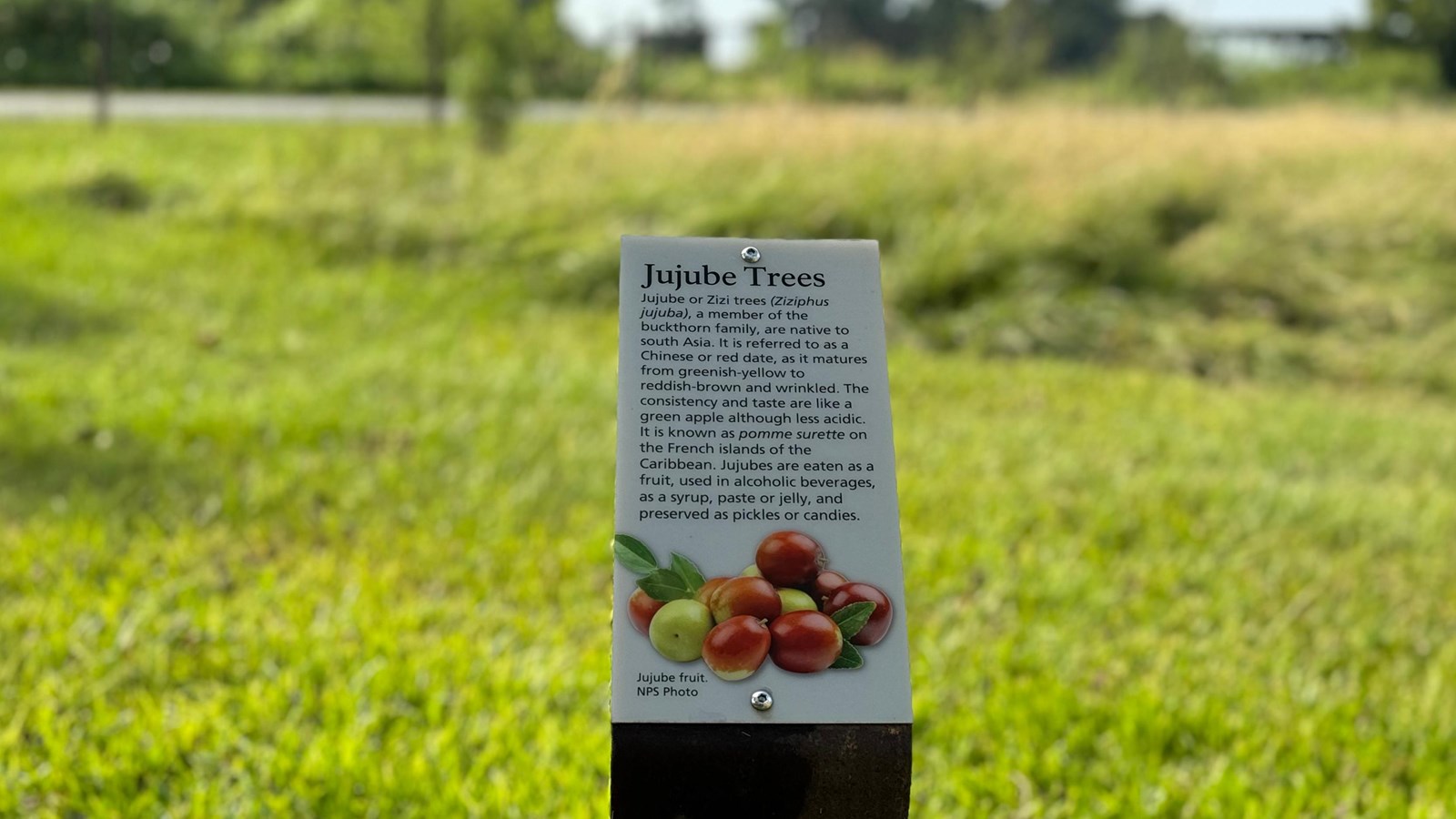 Jujube Tree on Oakland Plantation