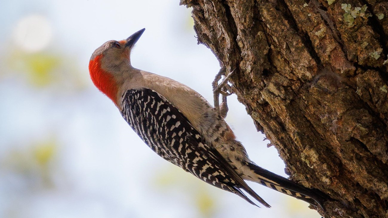 A bird with a red head and black and white wings perches on the side of a tree.