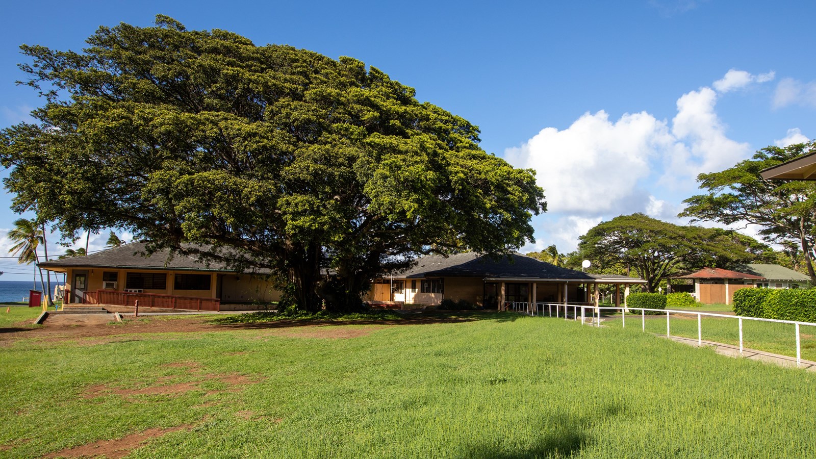 A large lawn, tall tree, paved walkway, and a large building. 